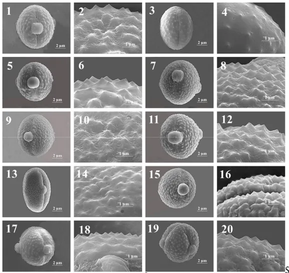 Fig.  6.  Scanning  electron  microscope  (SEM)  images  on  the  pollen  grains  of  Cheirolepis  section