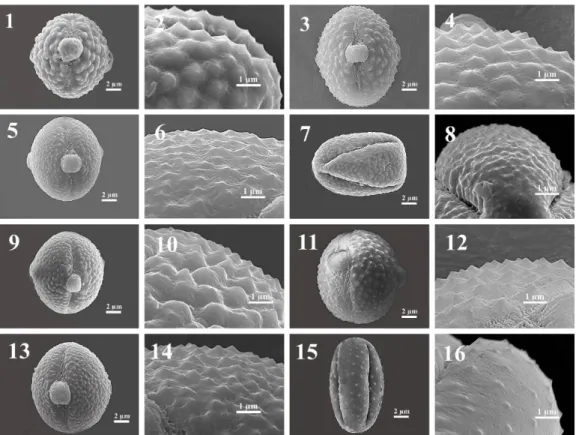 Fig.  7.  Scanning  electron  microscope  (SEM)  images  on  the  pollen  grains  of  Cheirolepis,  Pteracantha,  Pseudoseridia and Cheirolepis-Pseudoseridia sections
