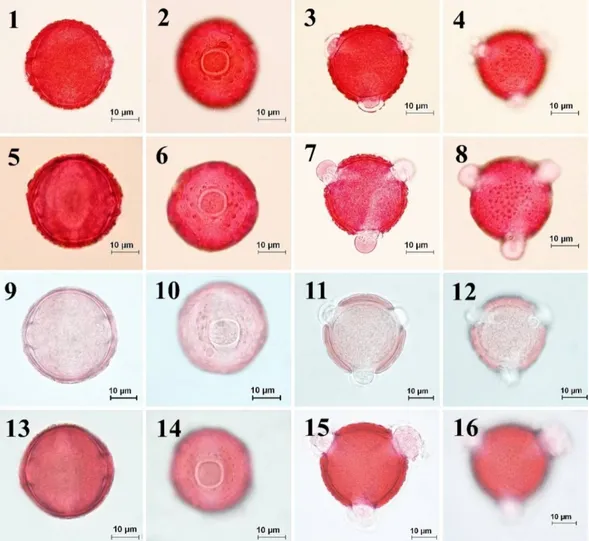 Fig.  2.  Pollen  morphology  of  the  section  Cheirolepis  observed  under  light  microscope  (LM)  according  to  Wodehouse method