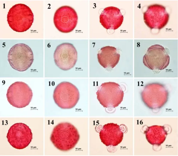 Fig.  4.  Pollen  morphology  of  the  section  Cheirolepis  observed  underlight  microscope  (LM)  according  to  Wodehouse method