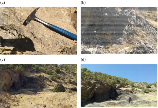 Fig. 2. Pictures of outcrops in the Naokelekan Formation: a) mottled fossiliferous  limestone lithofacies in the upper part of the formation (core Surdash anticline); b)  general view of the formation (core Surdash anticline); c) lower part of the  formati