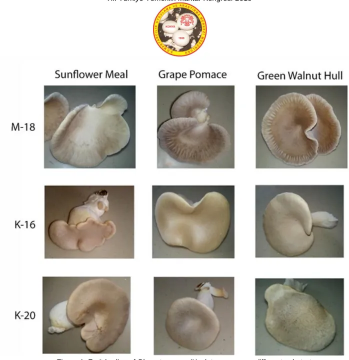 Figure 1. Fruit bodies of Pleurotus eryngii isolates grown on different substrates  Table 4
