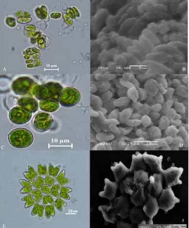Figure 1. Light and electron microscope (SEM) images of green algae A, B Desmodesmus sp