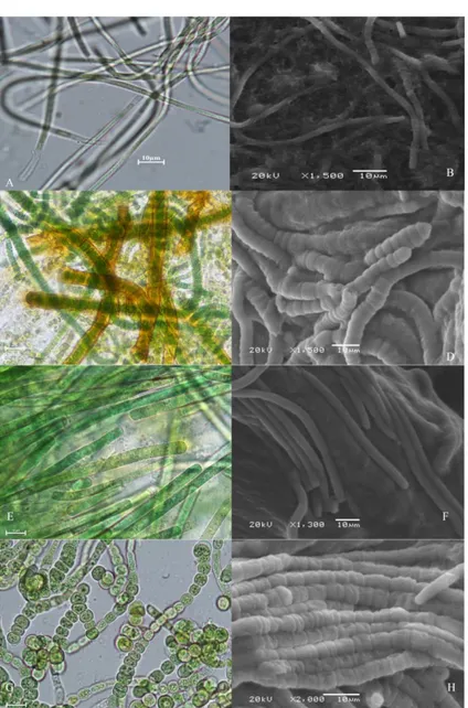 Figure 2. Light and electron microscope (SEM) images of cyanobacteria A, B Leptolyngbya sp