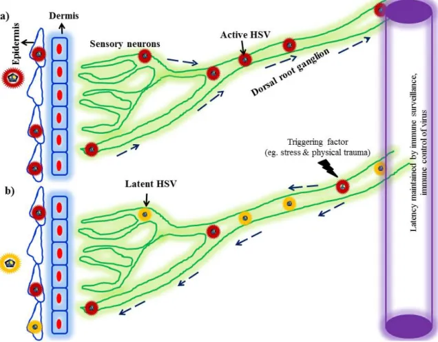 Figure 1. Model of herpes simplex virus (HSV) establishing infection in host. (a) HSV enters the  sensory nerve terminals and is transferred to the dorsal root ganglion, which is situated within the  epidermal-dermal junction
