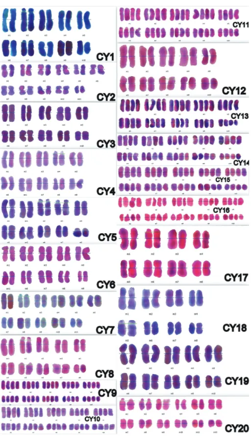 Figure 3. Karyograms of taxa belonging to subgen. Cyanus. CY1: C. reuteriana var. reuteriana, CY2: C