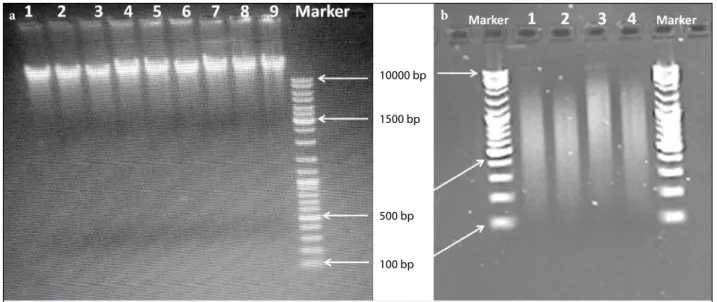 Table 1  Quality and yield of genomic DNA samples  from cell lines