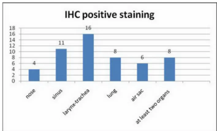 Figure 4. ICC staining results in the trachea and lung. Figure 5. Culture, PCR and immunological staining results in the trachea.