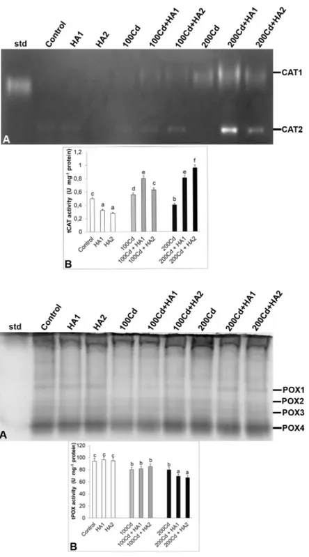 Fig. 4. Effects of exogenous 750 mg L -1  humic  acid treatment (HA1) and 1500 mg L -1  humic  acid treatment (HA2) on relative band intensity  of different types of catalase isoenzymes (CAT,  A) and total CAT activity (B) in wheat roots  ex-posed to 100 μ