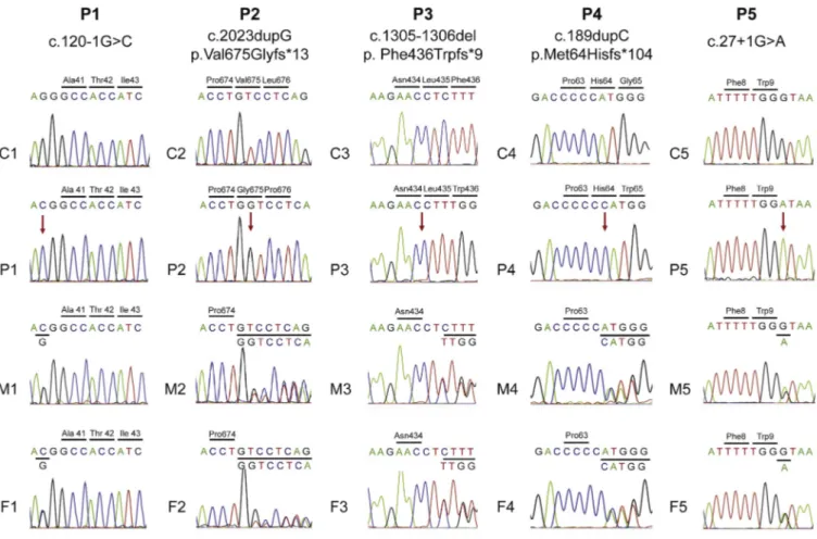FIG E2. Chromatograms of FCHO1 genomic DNA sequences in healthy control subjects (C1-C5), patients (P1-P5), and heterozygous carriers (mother, M1-M5; father, F1-F5) for each family