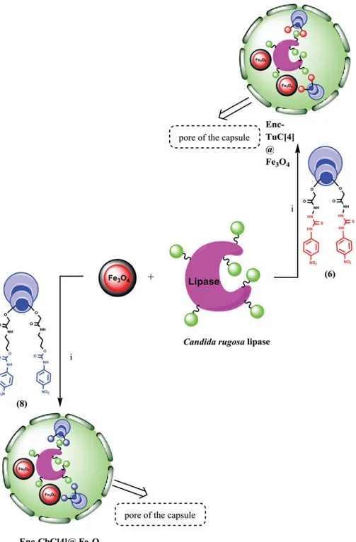 Figure 9 indicates that free-encapsulated lipase (Enc-lipase) demonstrates maximum enzymatic activ- activ-ity at pH 7.0, whereas the observed efficient hydrolysis capacactiv-ity for both encapsulated lipases  (Enc-TuC[4]@ Fe 3 O 4 and Enc-CbC[4]@ Fe 3 O 4 