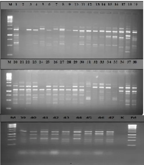 Fig 1: Polymorphism generated among Cicer spp with  UBC 701.