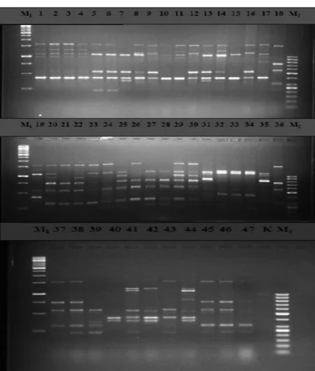 Fig 2: Polymorphism generated among Cicer spp with  UBC 812.