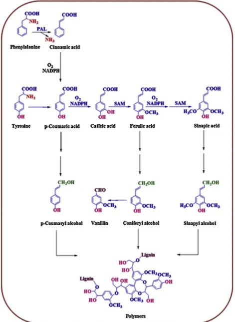Fig. 1. The chemical structure and biosynthesis of ferulic acid (Kumar and Pruthi, 2014).