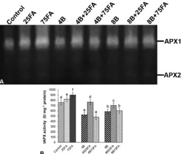 Fig. 8. Effects of exogenous 25 and 75 μM FA treatment on relative band in- in-tensity of different types of glutathione reductase isoenzymes (GR, A) and total GR activity (B) in wheat leaves exposed to 4 and 8 mM B stress for 7 days (d).