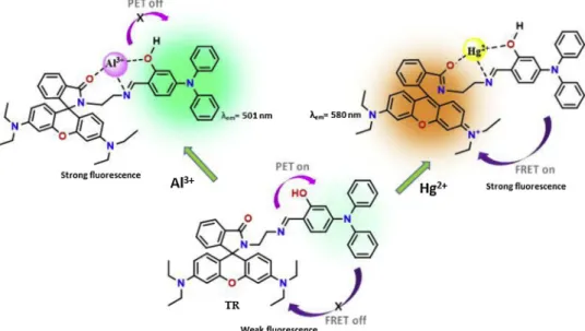Fig. 7. Frontier molecular orbitals (MOs) and energy diagrams of TR and its Al 3+ and Hg 2+ complexes.