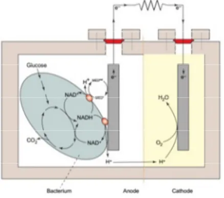 Fig. 1. typical MFC working principle [1]. 