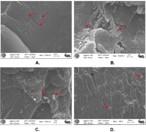 Figure 3 Scanning electron microscope images of heat-polymerized acrylic resin specimens