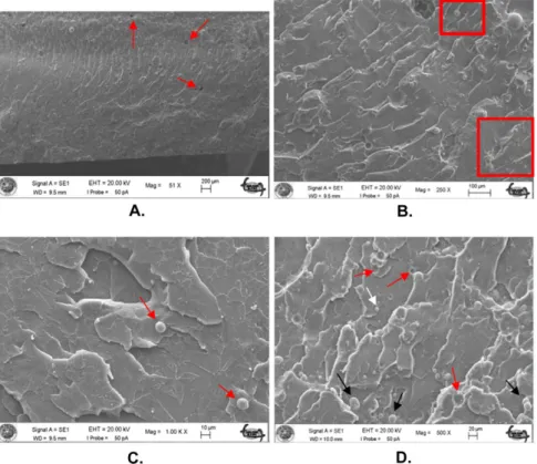 Figure 4 Scanning electron microscope images of autopolymerized acrylic resin specimens