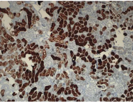 Figure 15. Control group weaker metallothionen staining compared to other groups. x 20