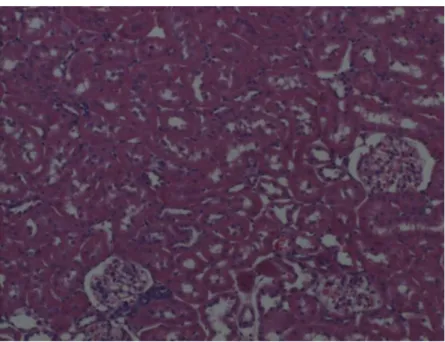 Figure 4. Sham group medulla showing weak staining. x 100. H &amp; E.