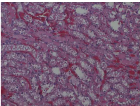 Figure 6. I/R group medulla showing weak staining. x 100. H &amp; E.
