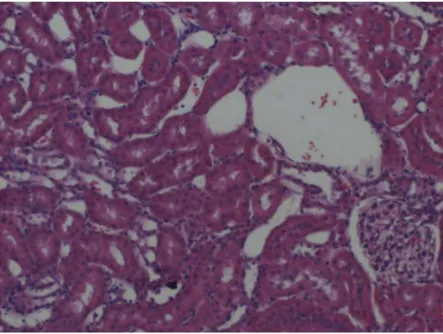 Figure 8. Zn + I/R group. The medulla exhibits weak metallothionein staining. x 100. H &amp; E.