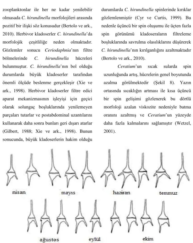 Şekil 8. Sıcaklığa bağlı olarak Ceratium hirundinella’ da spin gelişimi (Hutchinson GE, 1967) 