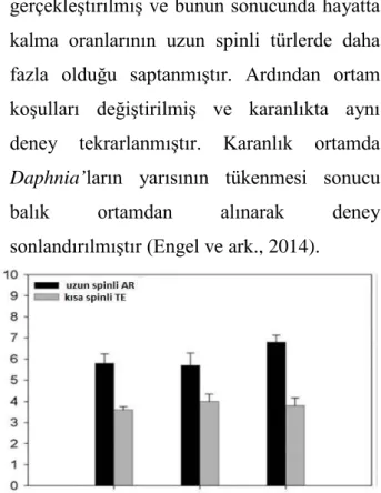 Şekil  1.  Predasyon  sonucu  yetişkin  D. lumholtzi uzun  spin ve kısa spin formlarının hayatta kalım grafiği (Engel  ve ark., 2014) 