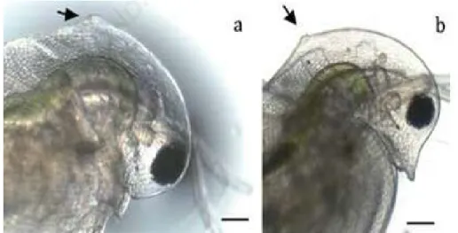 Şekil 3. Genç Daphina pulex boyun dişi oluşumu a. erkek b. dişi (Rossi ve ark., 2014) 