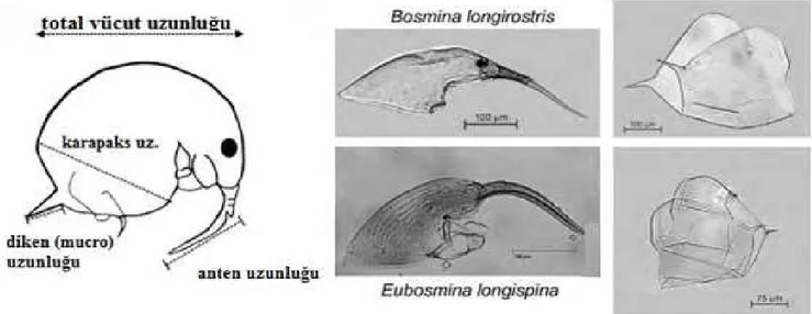 Şekil 5. Bosmina’nın genel görünümü (Korosi ve ark., 2013) 