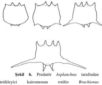 Şekil  6.  Predatör  Asplanchna  tarafından  tetikleyici  kairomonun  rotifer  Brachionus  calyciflorus’da spin  uzamasını tetikler (Gilbert, 1967).