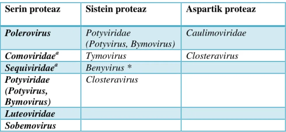 Çizelge 1.  Bitki patojeni virüslerin kodladığı proteazlar ve virus cins ve familyaları  Serin proteaz  Sistein proteaz  Aspartik proteaz 
