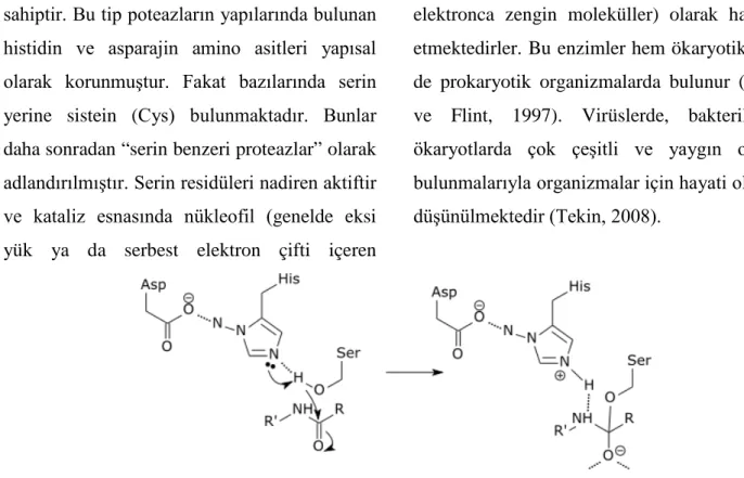 Şekil 1. Serin proteazın kimyasal yapısı (Anonymous, 2018a). 