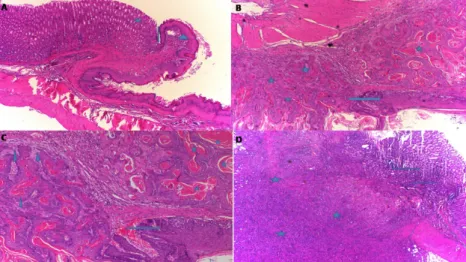 Figure 1 - Histopathological appearance of the esophagogastric tissue in the groups. A