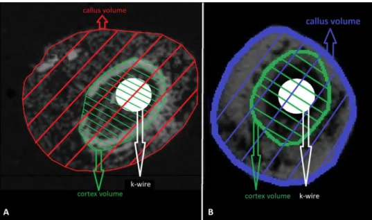 Fig. 2. A, Sample of transverse radiological imaging (micro-CT) after scariﬁcation at 14 days from Curcumin group