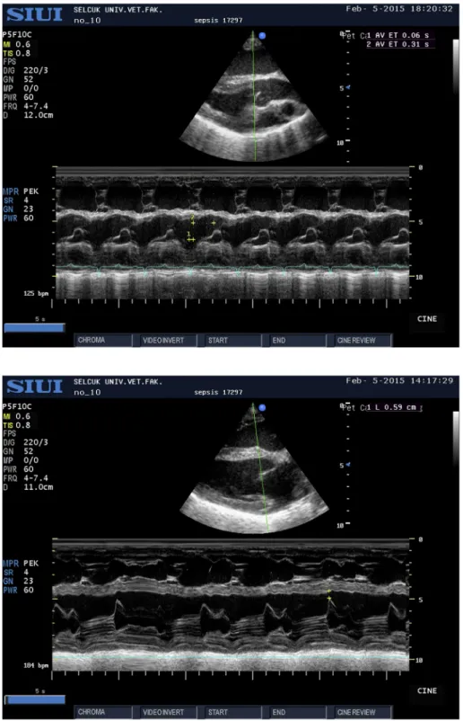 Fig. 2. Representative right parasternal long-axis view in a septic calf for measurement of the E-point to septal separation (EPSS) distance