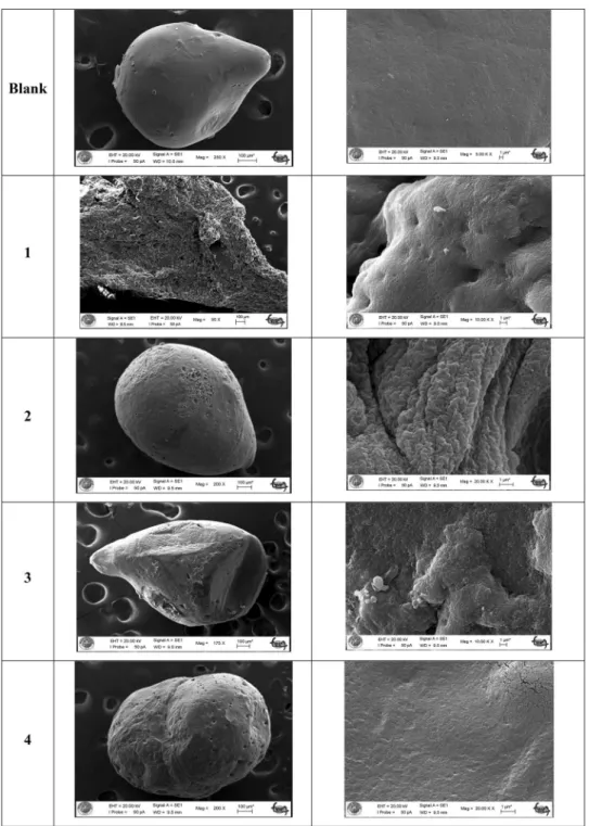 Fig. 4    SEM images of Blank, 1,  2, 3 and 4 microcapsules