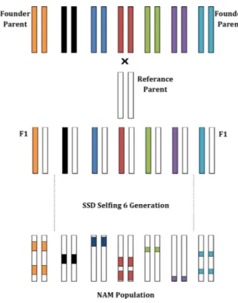 Figure 7. Schematic representation of MAGIC. Respectively, F 1 and offspring are represented as diploid 2 chromosomes