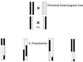 Figure 1. Schematic representation of an F 2 population.
