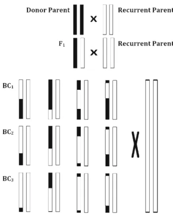 Figure 2. Schematic representation of backcross population.