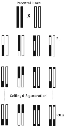 Figure 4. Schematic representation of RILs. Respectively, F 2 and offspring are represented as diploid 2 chromosomes with black and white colours, modified from Burr and Burr (1991).