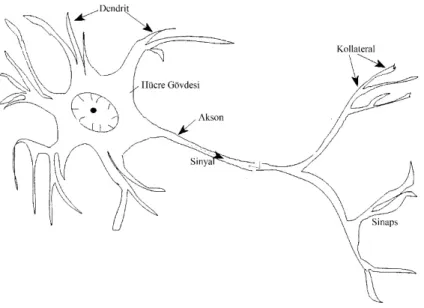 Şekil 3.1. Biyolojik nöronun şekli [54]. 