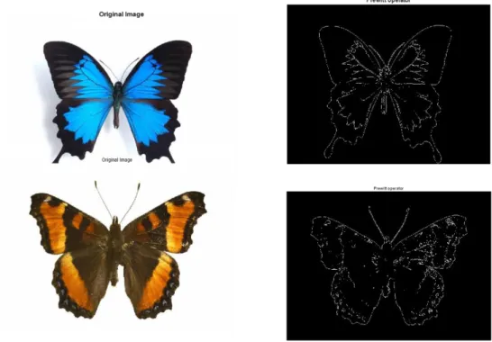 Figure 3.9. Prewitt Operator of the butterfly image. 