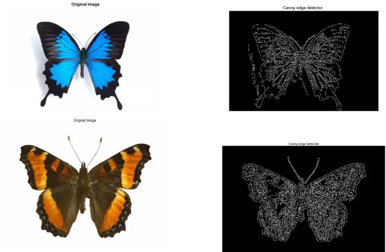 Figure 3.10. Canny edge detector of the butterfly image. 