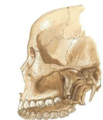 ġekil 5. Processus Styloideus‟un GörünüĢü (Gilroy, 2012) 