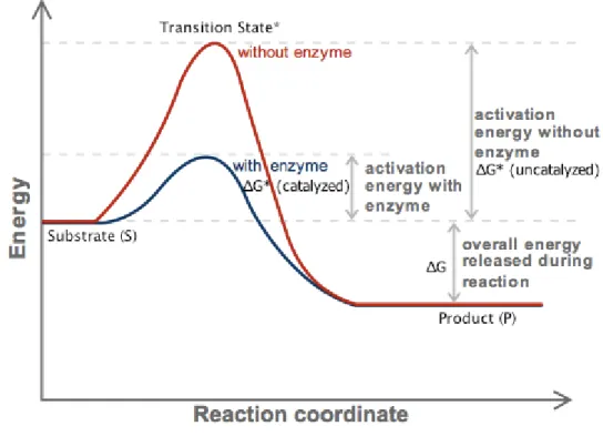 Figure 2.7. Effect of enzyme in activation energy 