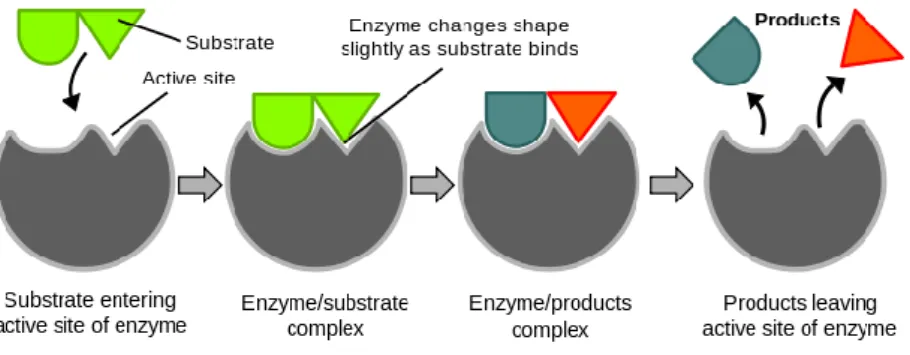 Figure 2.8. Key-lock model proposed for the enzyme-substrate complex. 