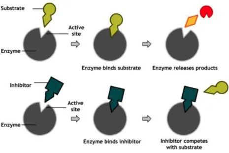 Figure 2.13. Enzyme-inhibitor relationship [23]. 