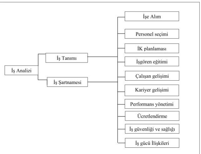 Şekil 2. İş Analizi ile İlişkili İnsan Kaynakları Yönetimi Fonksiyonları 